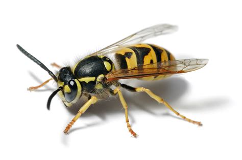 yellow jackets wikipedia